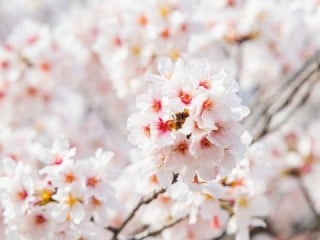 Do you want the cherry blossoms to bloom quickly?